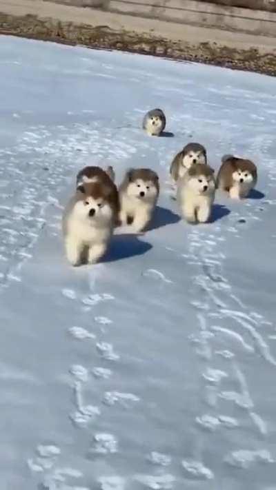 Hitting 2022 like these little guys...just 8 gorgeous jumping fluffy balls!