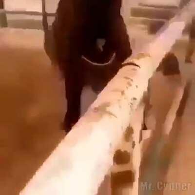 no se quie video publique pero lo tenia en archivos espero que no sea porno