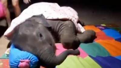 A very lovable baby elephant