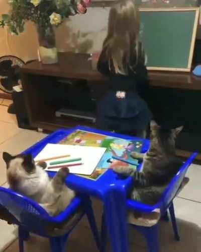 Home schooling kitties 🤩