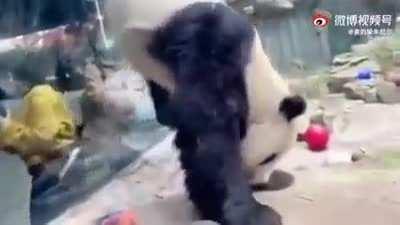 what a cute panda. Wait. WAIT