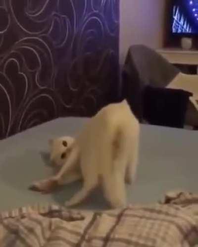 Cat.exe перестал отвечать