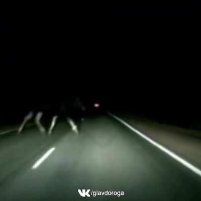 Car crashes into a moose. Both the driver and the passenger died on the spot.