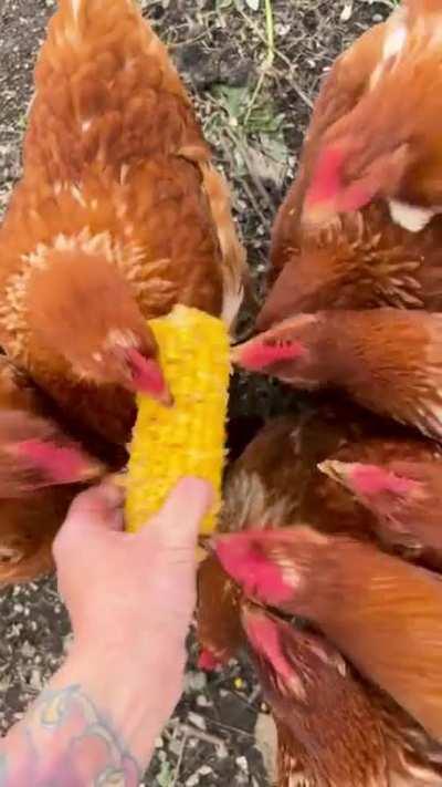 Corn ASMR