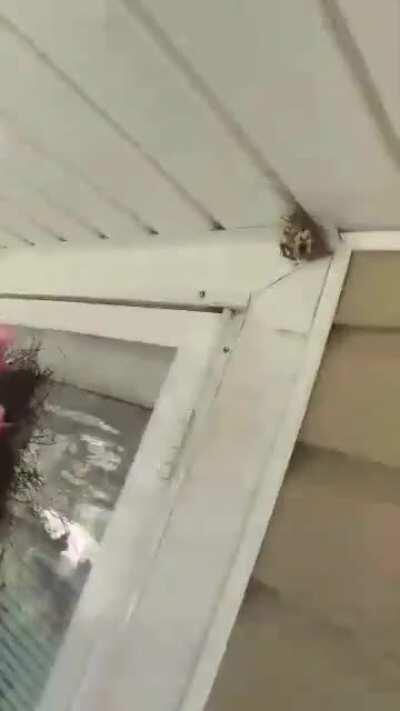 The fuck I just watch?!?!?!?!?!