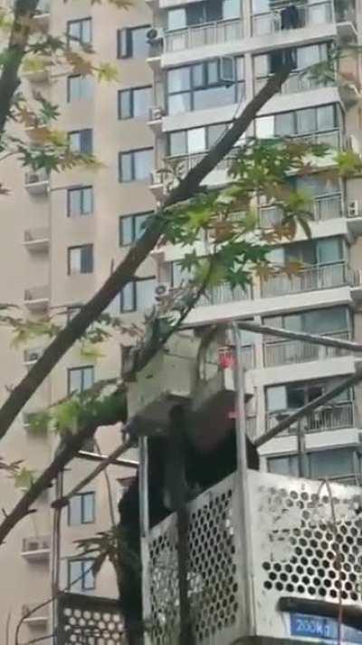 Worker stapling leaves to trees in China to make the city look 