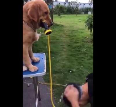 Собака-помогака