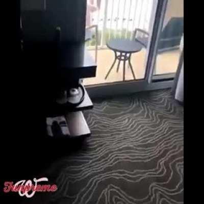 Животные и не животные, звук