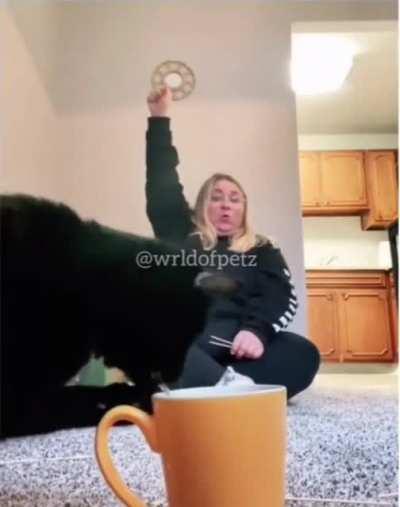 To get a dog