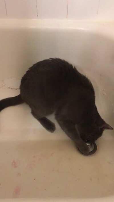 Blue really likes the shower drain