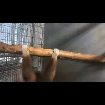 Certified Chimp Classic