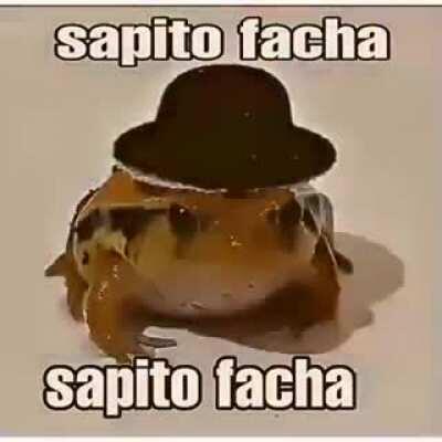 sapito facha 😎👊