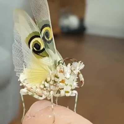 🔥 Majestic creature - Flower Mantis