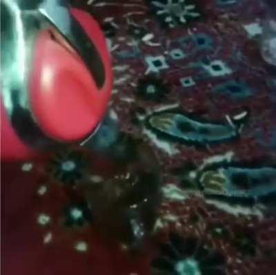 Do you want some tea