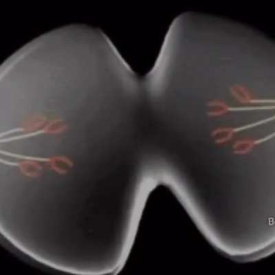 Hücre bölünmesi sad edit