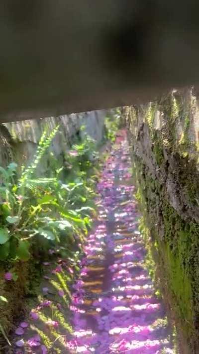 Gives strong solarpunk vibes!