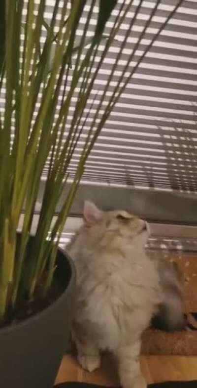 My cats reaction to the new plant
