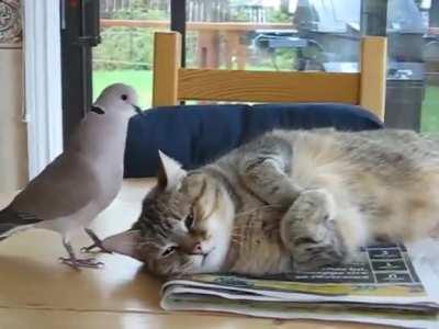 Dove annoying a cat