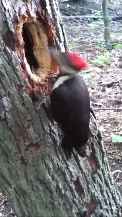 This Woodpecker is letting this man watch how he does his job