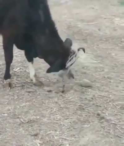 A cow freeing itself from a rope
