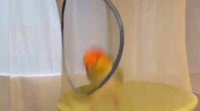 Ain’t no body a better goalie than me, come on, get meh get meh get meh