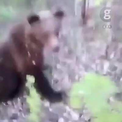 Idiot gets lucky as bear attacks him after he kicked the bear in the behind