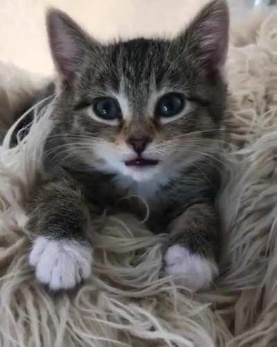 HEY MOLLY❤❤❤❤❤