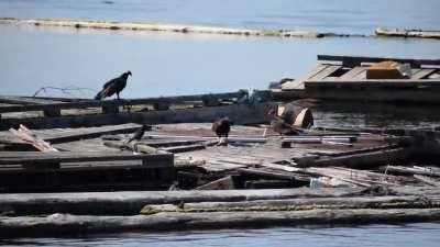 North Vancouver, BC. July 13, 2021. what kind of Vultures are these, and what are they eating/fighting over?