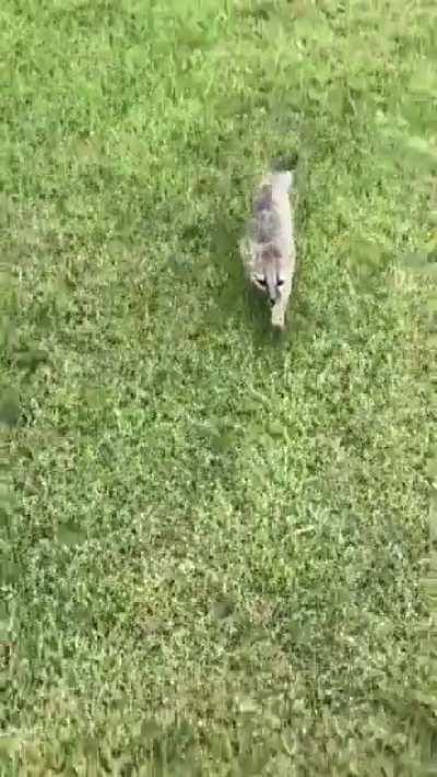 Stray pup turns out to be a fox