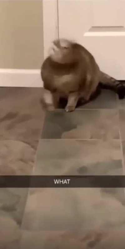 My cat people need me