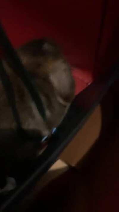 Heard a mysterious munching sound, and caught the criminal red-handed...