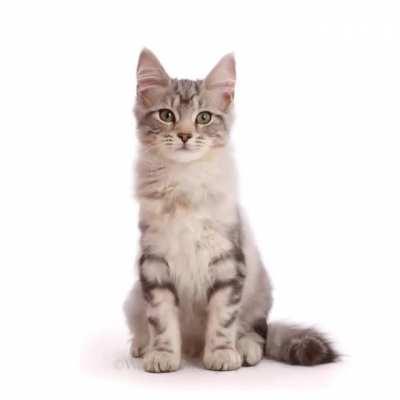 Timelapse of a Kitten to a Cat really fast!