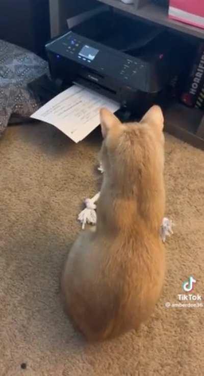 Never startle a cat like that