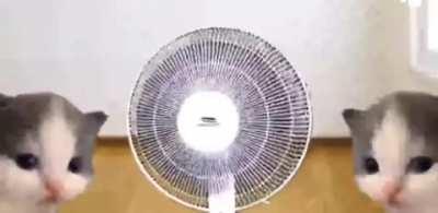 fan is love, fan is life