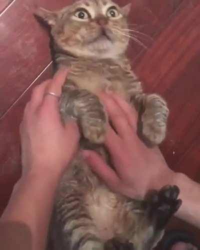 Cat undecided on belly rubs