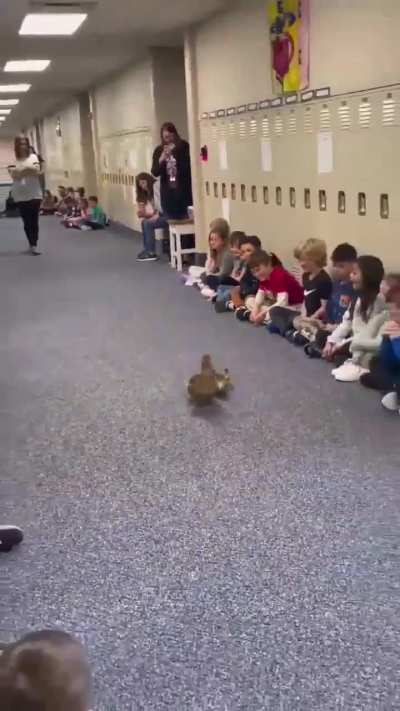 This mother duck introduces her ducklings to society after making her nest in a school building