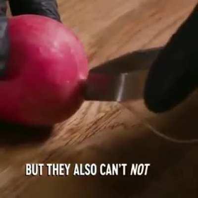 Please don’t let this psycho on the boat