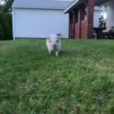 Be sure to turn on pig sounds