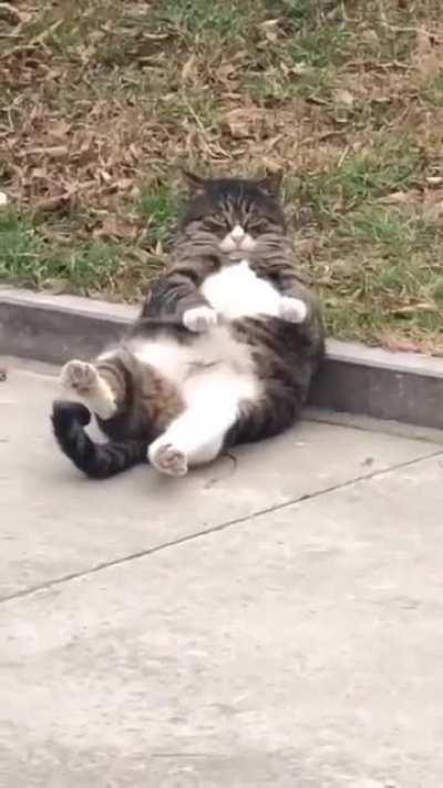 Вот тут и тут это будет построено. Кот - Архитектор