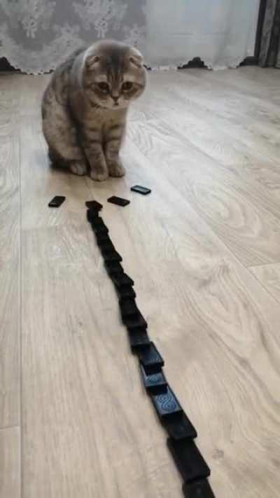 Cat figuring out dominos