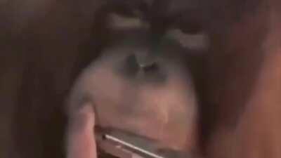 incredible shadow world cover