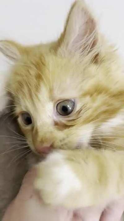 Long day today, but was greeted by Cheeto purrs, her longest and loudest ever