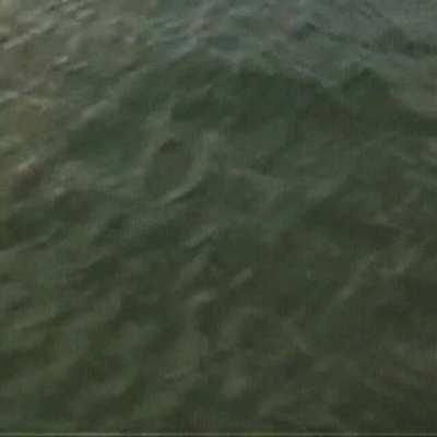 The Shark is the apex predator of the Ocean