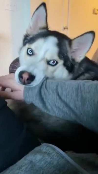 Lmao. That side eye at the beginning.😂