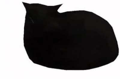 Maxwell the cat spining