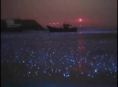 Sea of stars. Bioluminescence in the rain.