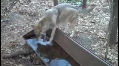 Coyote did not think the water was frozen, gets shocked
