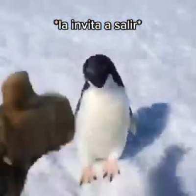 BeelcitosMemes - Video #9613