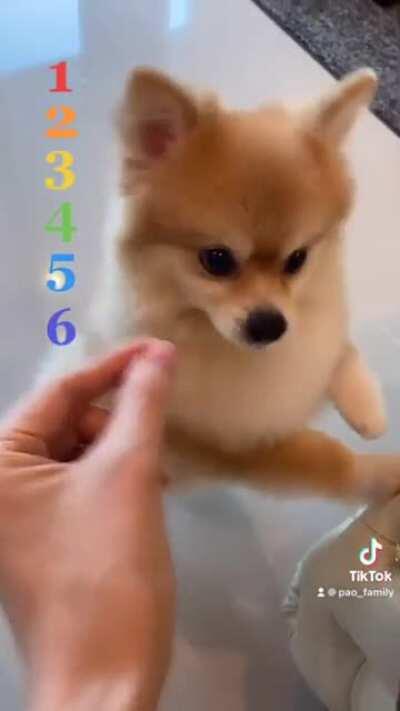 give your dog imaginary treats until they realize