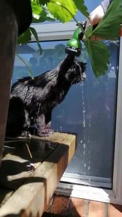 This little geriatric munchkin insists on being watered when the fruit and veges are tended to.. She doesn't like being left out lol